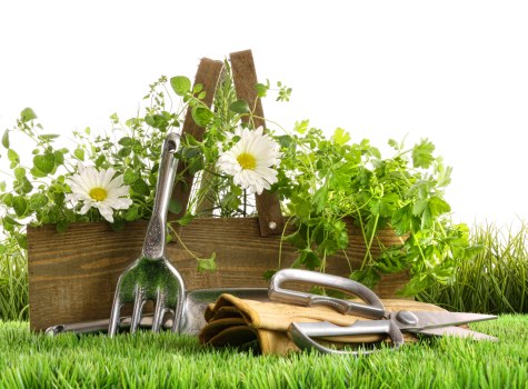 Healthy garden maintenance by a local Kingsbury team