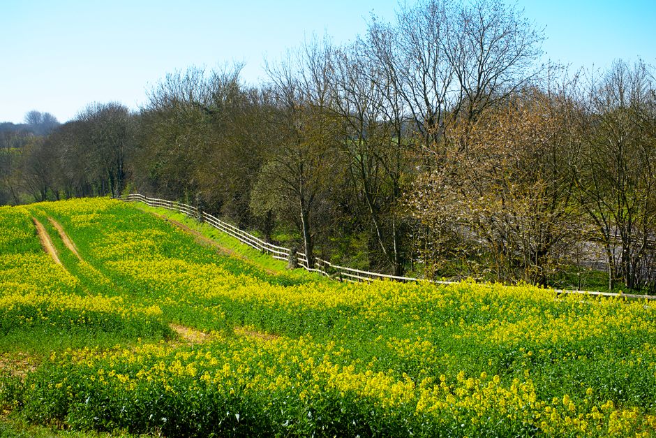 A scenic view of Fryent Country Park showcasing a gently sloping field covered in vibrant yellow wildflowers, with two parallel narrow dirt paths running through the blossoms. To the left, a white woo