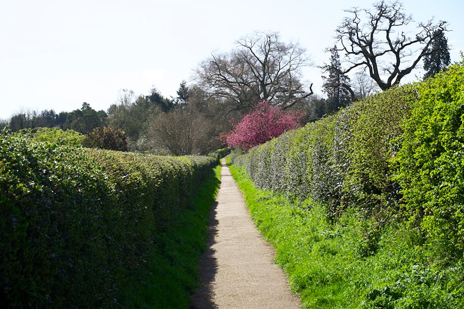 A scenic view of Fryent Country Park showcasing a gently sloping field covered in vibrant yellow wildflowers, with two parallel narrow dirt paths running through the blossoms. To the left, a white woo