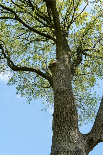 Same day tree removal Kingsbury gardeners what to expect